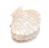 Call My Shell Hair Clips